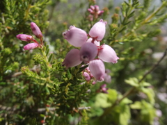 Erica gibbosa