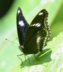 Hypolimnas bolina bolina