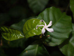 Tabernaemontana heterophylla