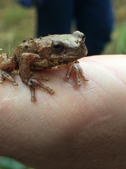 Dendropsophus bogerti