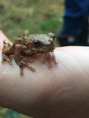Dendropsophus bogerti