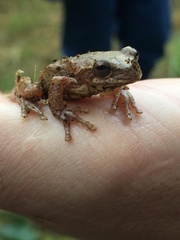 Dendropsophus bogerti