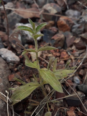 Andrographis echioides
