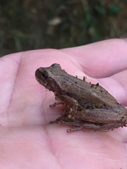 Dendropsophus bogerti