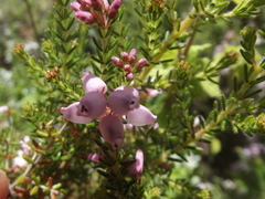Erica gibbosa