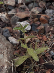 Andrographis echioides