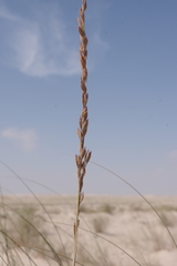 Halopyrum mucronatum