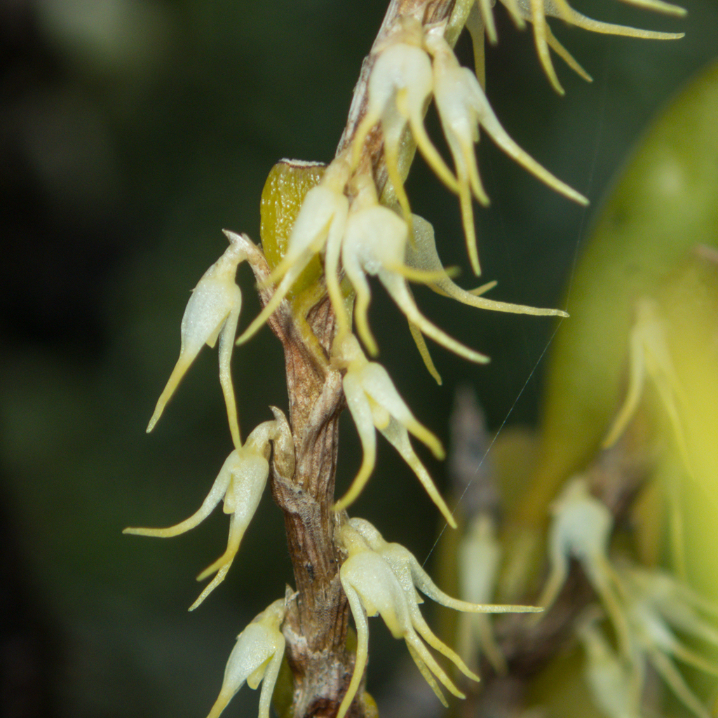 Bulbophyllum clandestinum (Bulbophyllum clandestinum)