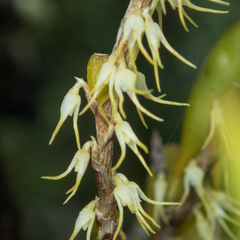 Bulbophyllum clandestinum