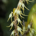 Bulbophyllum clandestinum - Photo (c) Gerard Chartier, osa oikeuksista pidätetään (CC BY), lähettänyt Gerard Chartier