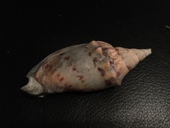 Alcithoe arabica