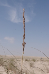 Halopyrum mucronatum