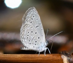 Zizula hylax pygmaea