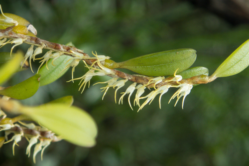 Bulbophyllum clandestinum Lindl. 3