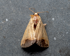 Bocula xanthostola