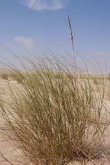 Halopyrum mucronatum