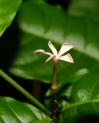 Tabernaemontana heterophylla Vahl