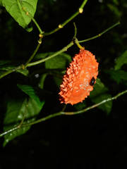 Tabernaemontana heterophylla