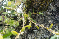 Bulbophyllum clandestinum