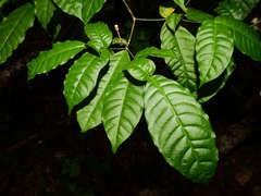 Tabernaemontana heterophylla