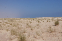 Halopyrum mucronatum