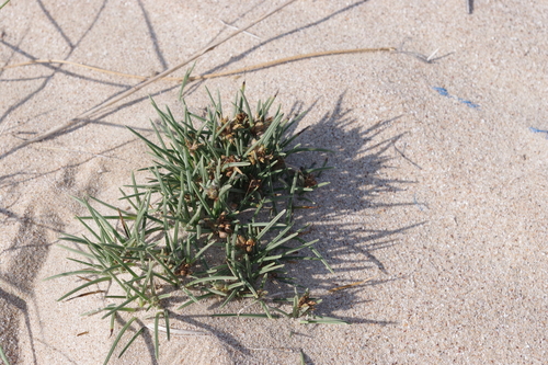 Cyperus arenarius observed 2020-02-22