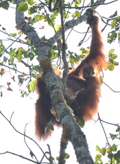 Pongo abelii