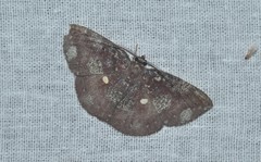 Astygisa metaspila