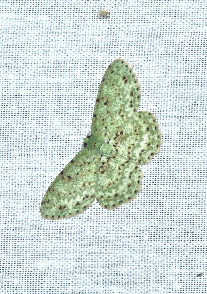 Catoria delectaria