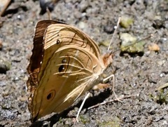 Junonia almana javana
