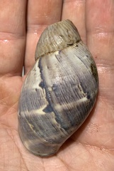 Hemibulimus dennisoni