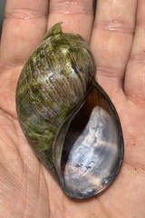 Hemibulimus dennisoni