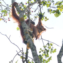 Pongo abelii