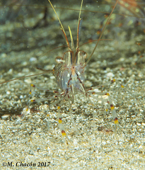 Palaemon serratus