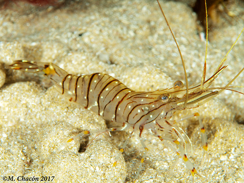 Common Prawn, photo 5 of 10