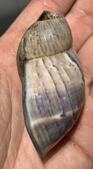 Hemibulimus dennisoni