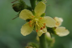 Agrimonia bracteata