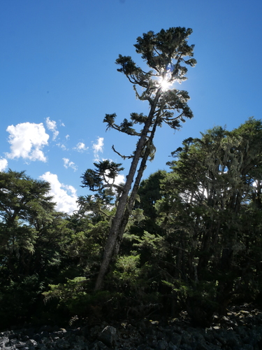 Image of Abies kawakamii by (c) Jacy Chen, some rights reserved (CC BY)