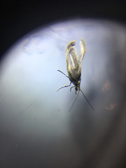 Schreckensteinioidea