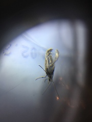 Schreckensteinioidea