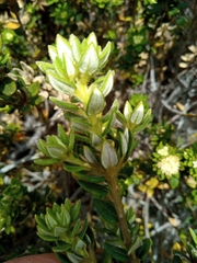 Phylica dioica