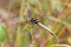 Macrothemis imitans