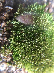 Bryum