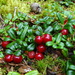 Mountain Cranberry - Photo (c) Sean Blaney, some rights reserved (CC BY-NC)