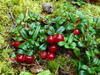Mountain Cranberry - Photo (c) Sean Blaney, some rights reserved (CC BY-NC), uploaded by Sean Blaney