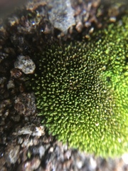 Bryum