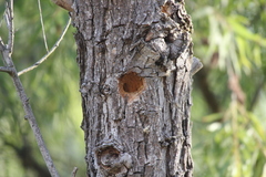 Dryobates nuttallii