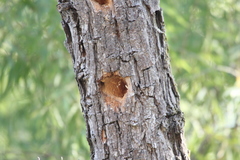 Dryobates nuttallii
