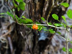 Coprosma spathulata spathulata