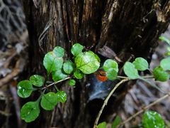 Coprosma spathulata spathulata
